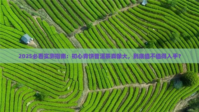 初心青饼普洱茶怎么样