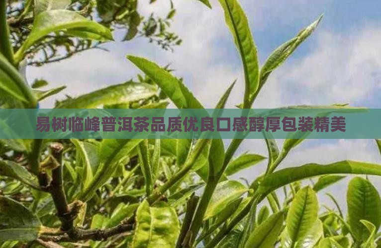 易树临峰普洱茶