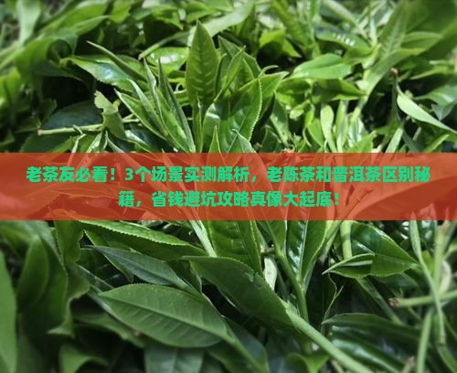 老陈茶和普洱茶的区别
