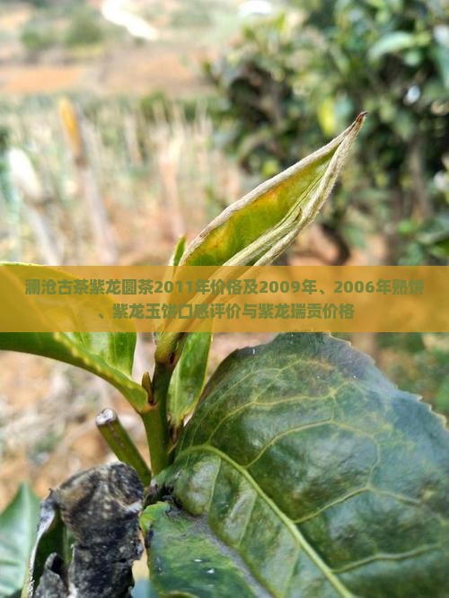 澜沧古茶紫龙圆茶2011年
