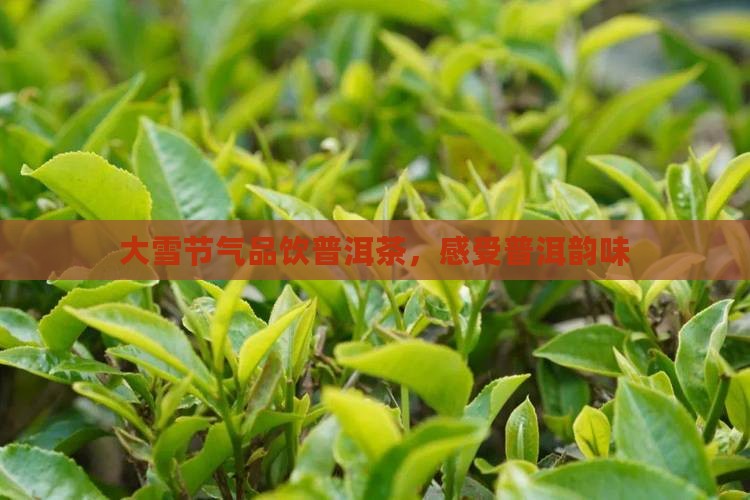 大雪节气普洱茶