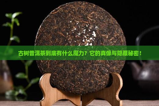 古树普洱茶基本特点