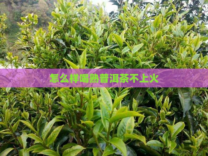 怎么样喝熟普洱茶不上火