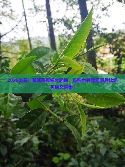 中等普洱茶推荐