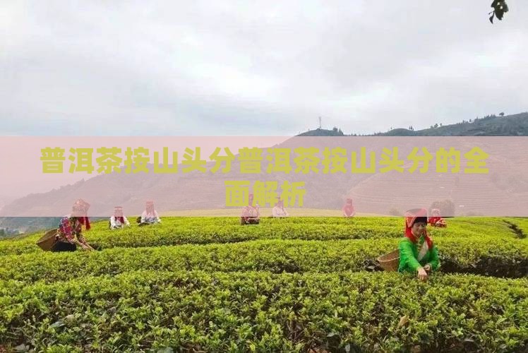 普洱茶按山头分
