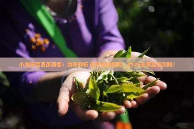 小龙珠普洱茶的功效