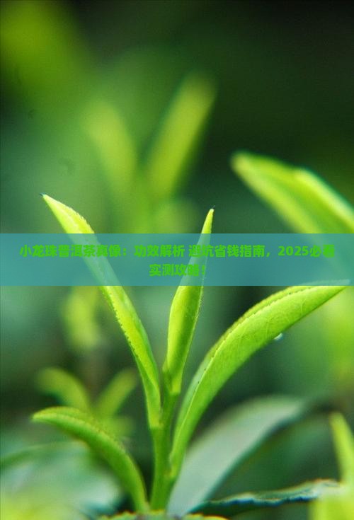 小龙珠普洱茶的功效
