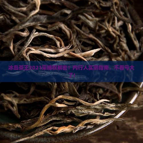 冰岛茶王2021年采摘权