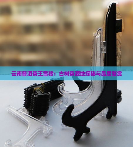 云南普洱茶王雪穆