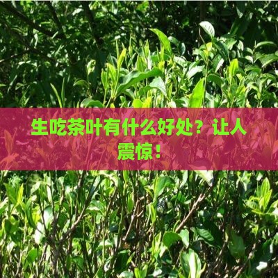 生吃茶叶有什么好处