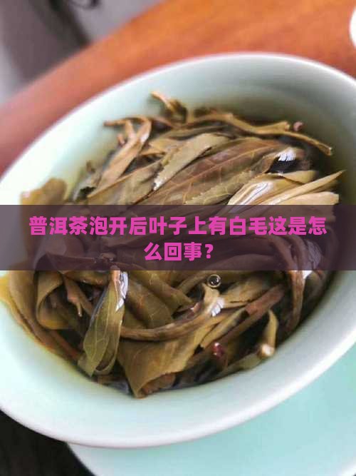 普洱茶泡开后叶子上有白毛