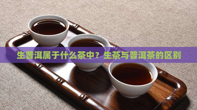 生普洱属于什么茶中