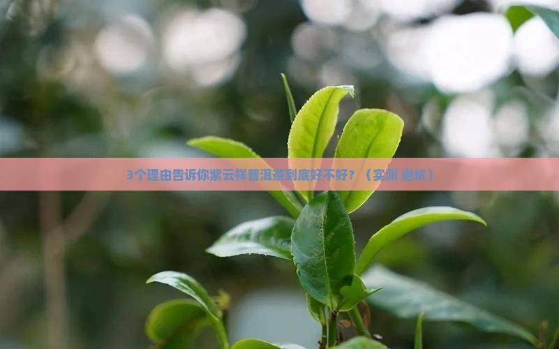 紫云祥普洱茶好不好