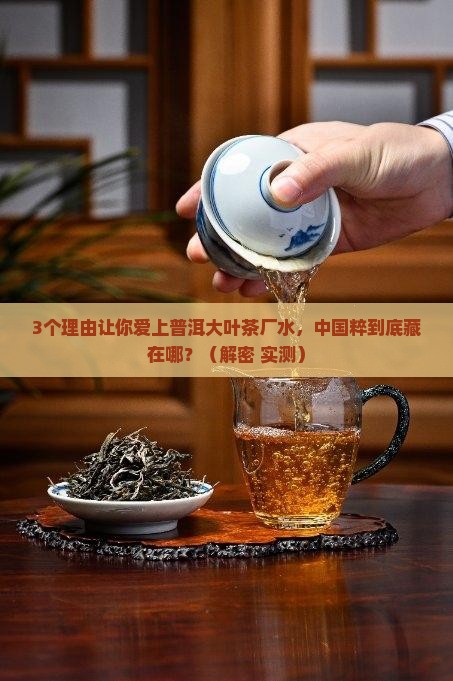 普洱大叶茶厂水中国粹