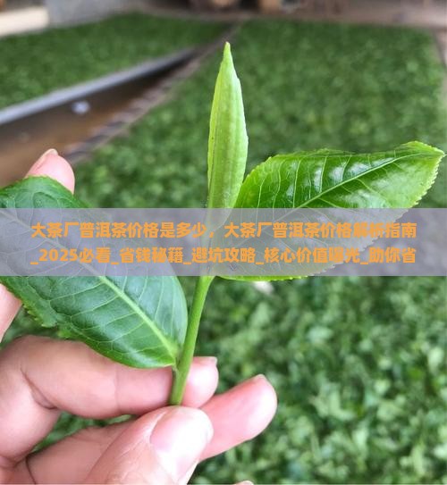 大茶厂普洱茶价格是多少