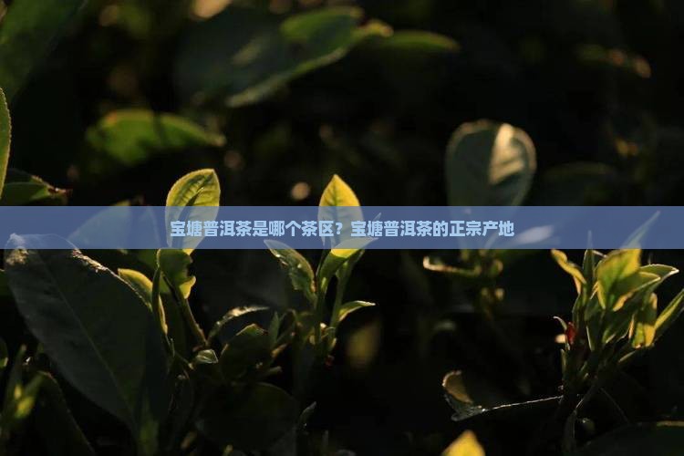 宝塘普洱茶是哪个茶区