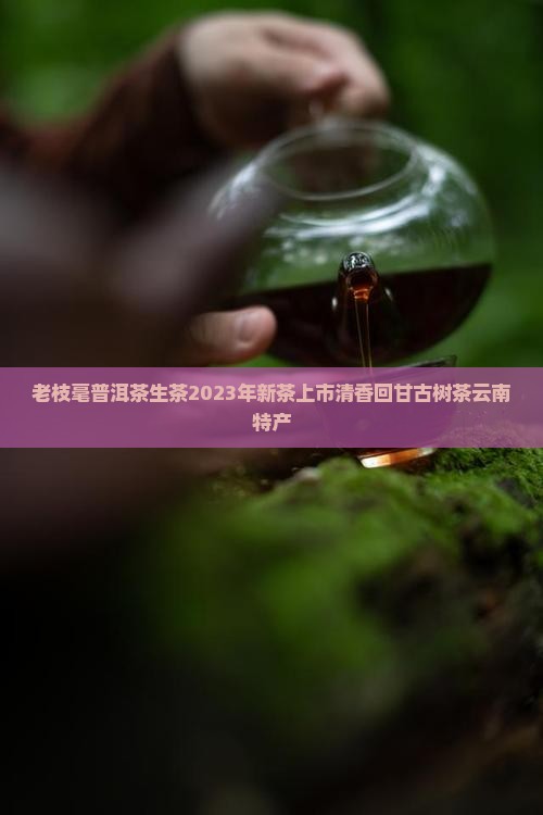 老枝毫普洱茶生茶