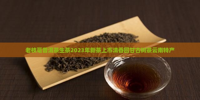 老枝毫普洱茶生茶