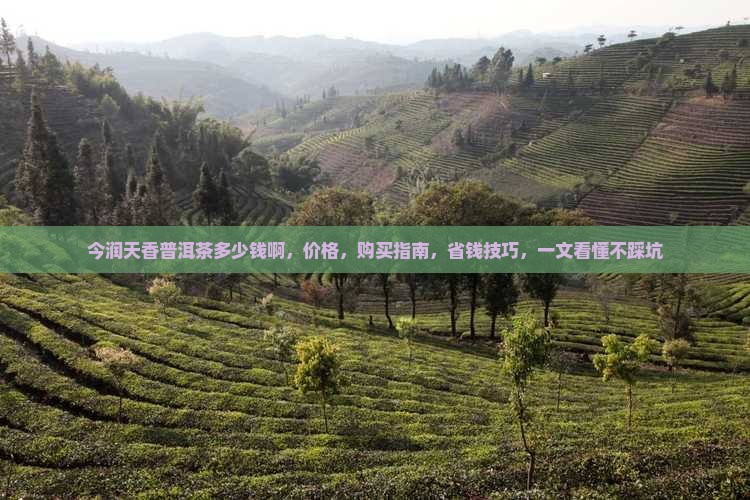 今润天香普洱茶多少钱啊