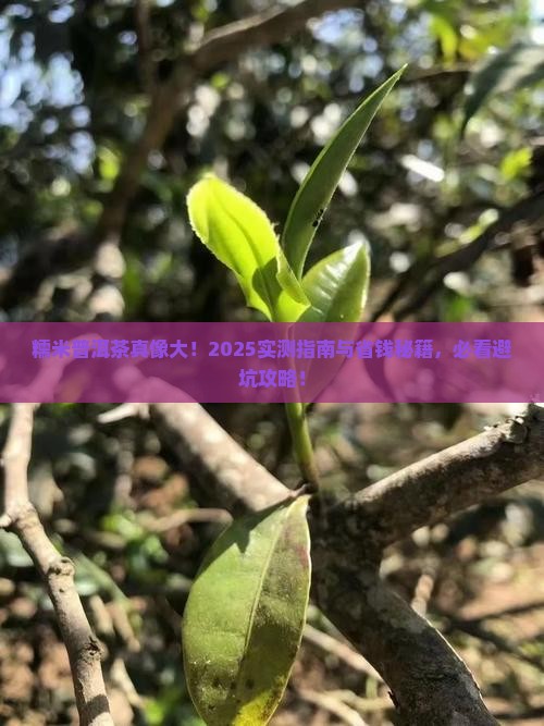 糯米普洱茶百科