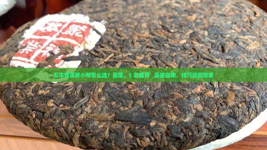 五华普洱茶小琴