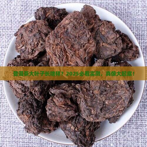 普洱茶大叶子照片