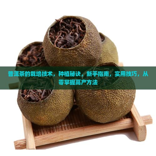 普洱茶的栽培技术