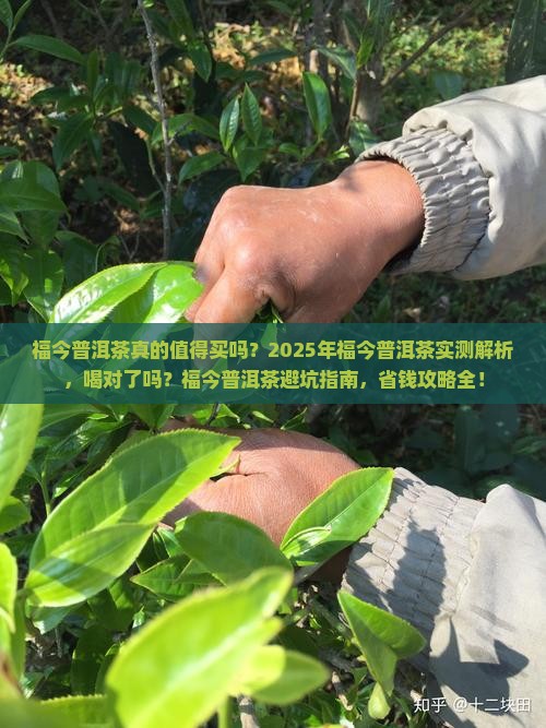 福今普洱茶好喝吗