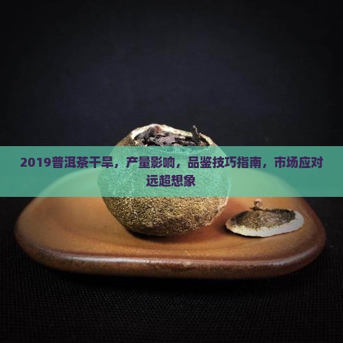2019普洱茶干旱