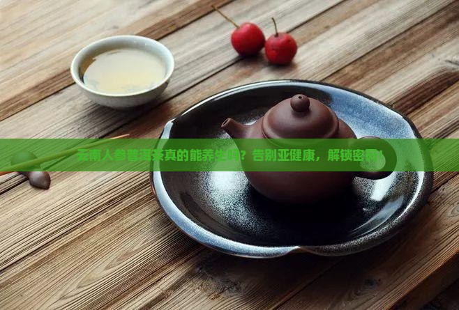 云南人参普洱茶
