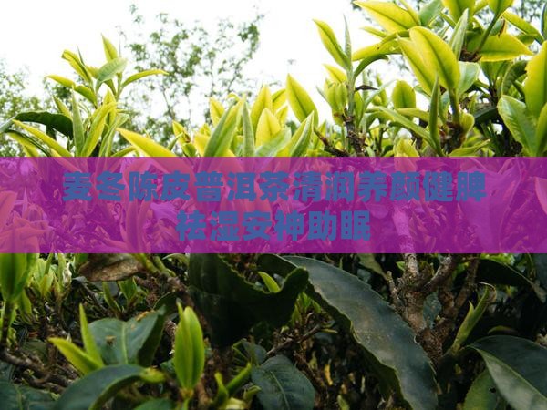 麦冬陈皮普洱茶
