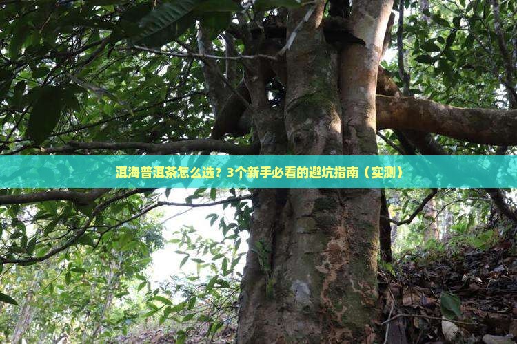 洱海普洱茶的历史