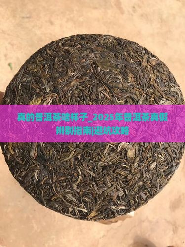真的普洱茶啥样子