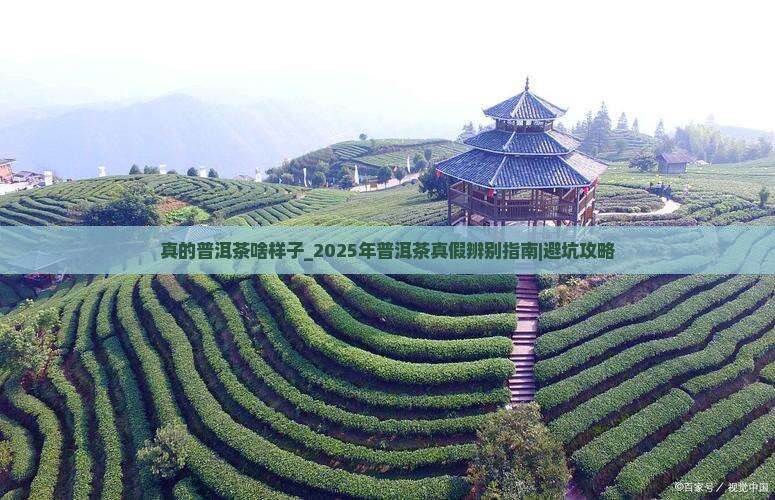 真的普洱茶啥样子