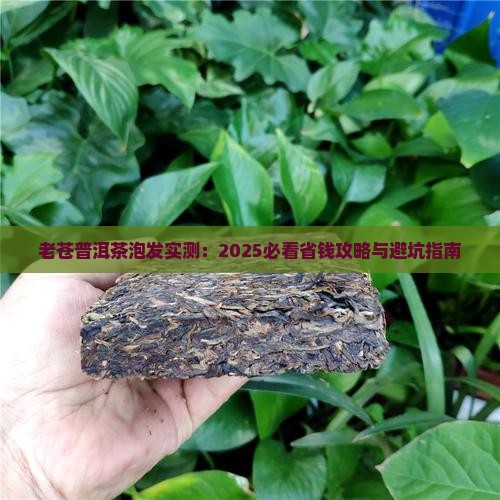 老苍普洱茶的泡发