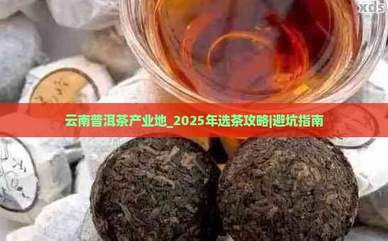 云南普洱茶产业地