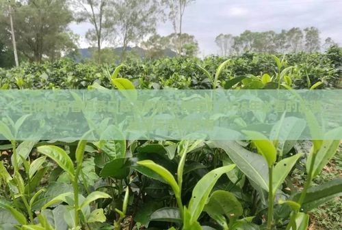 古树冰岛普洱茶口感