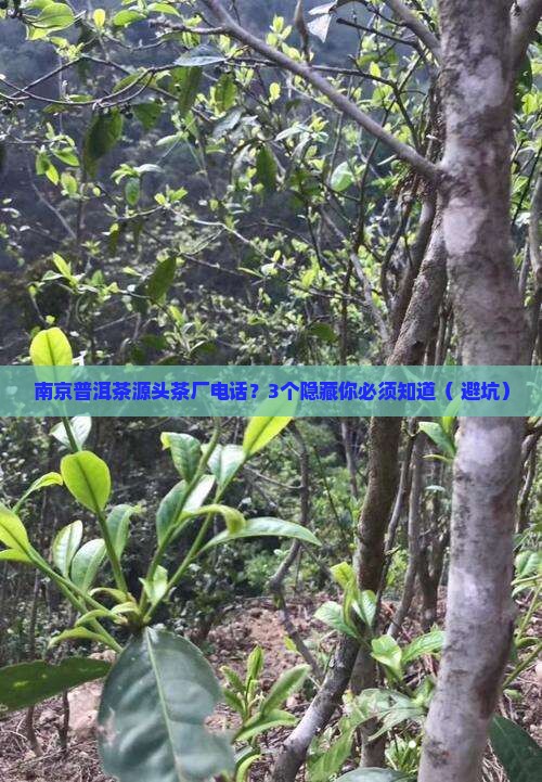 南京普洱茶源头茶厂电话