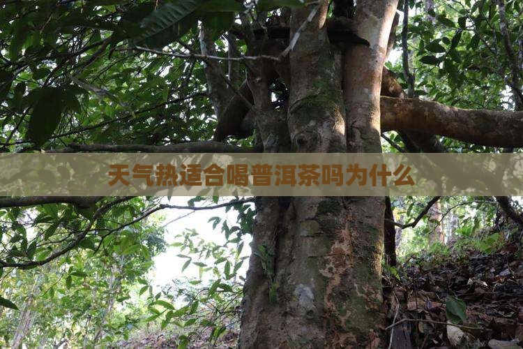 天气热适合喝普洱茶吗为什么