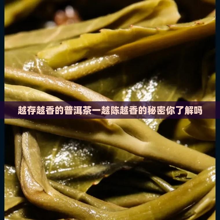 越存越香的普洱茶一