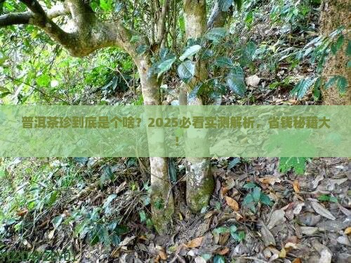 普洱茶珍是怎么回事