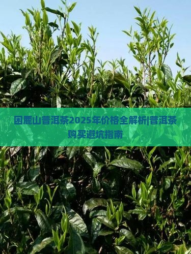 困鹿山普洱茶3579