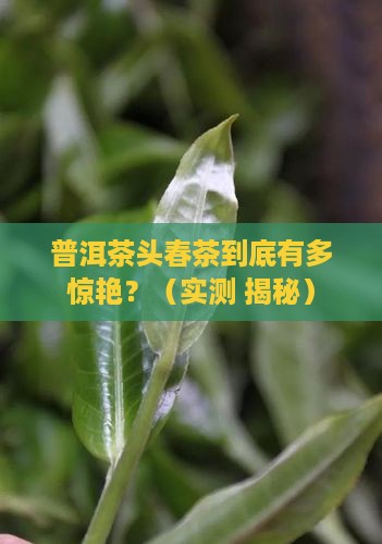 普洱茶头春茶好喝吗