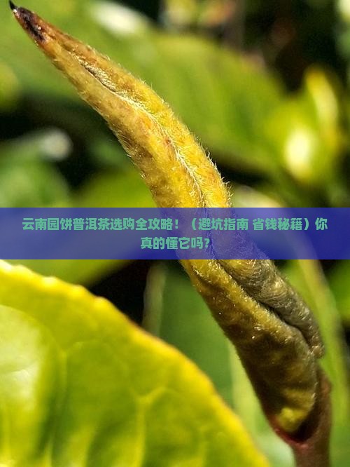 云南园饼普洱茶