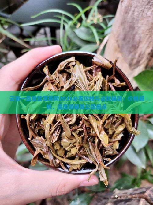 云南一品堂普洱茶网