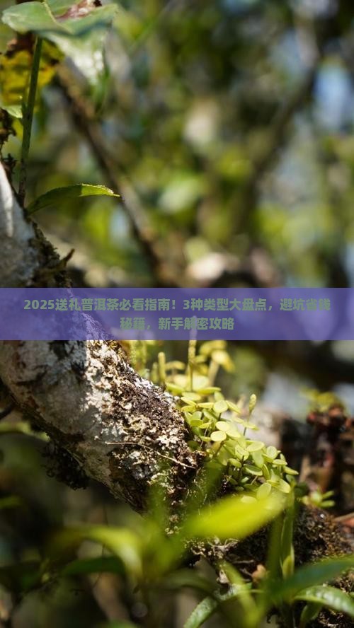 送礼普洱茶选哪种好