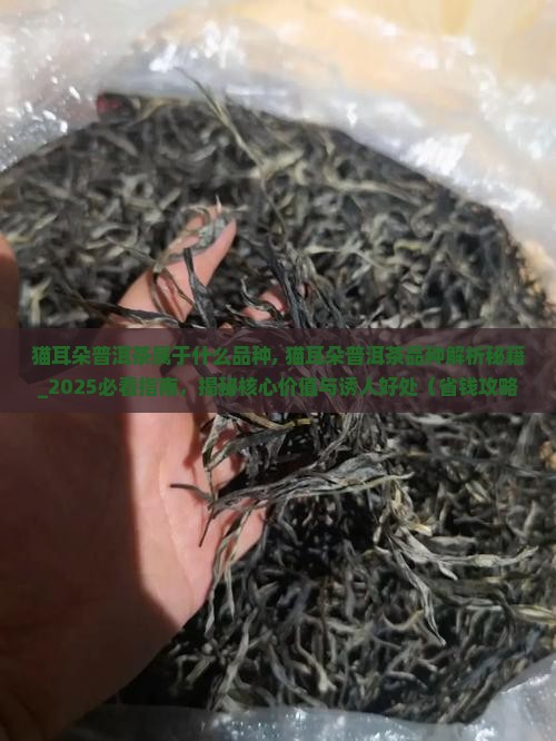 猫耳朵普洱茶属于什么品种
