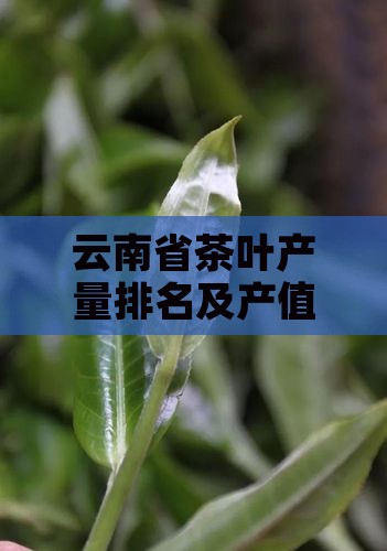 云南省茶叶产量排名