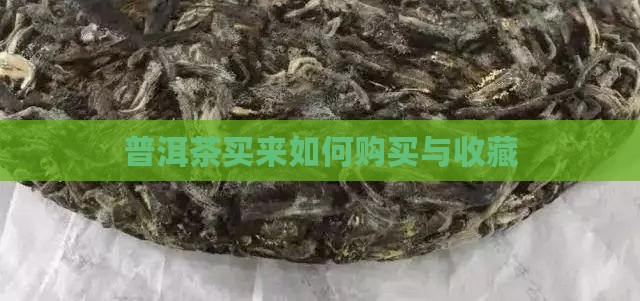 普洱茶买来购买藏吗