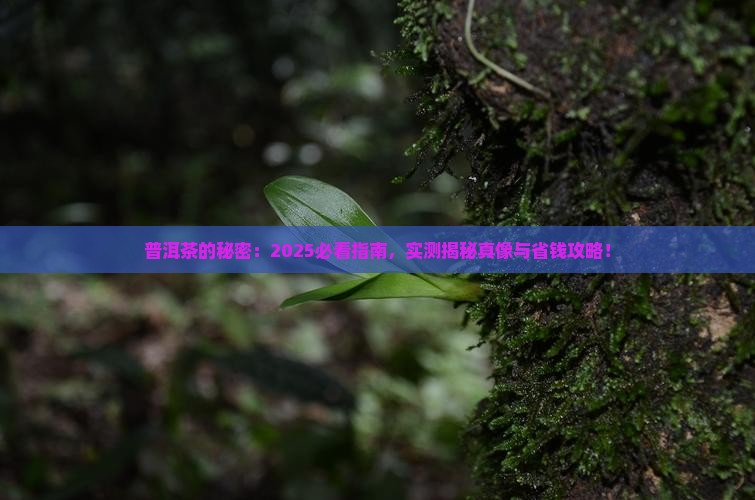 对普洱茶的形容